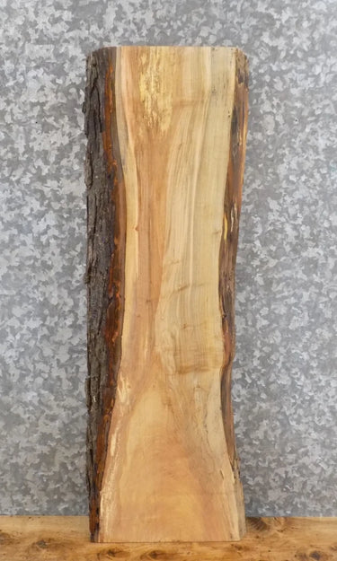 Live Edge Salvaged Maple Taxidermy Mount/Accent Table Top Slab 8554